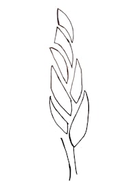a drawing of an ear of wheat